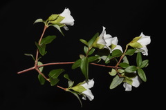 Philadelphus microphyllus microphyllus