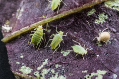 Acyrthosiphon lactucae