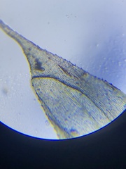 Rhynchostegium serrulatum