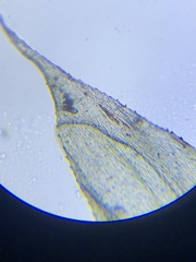 Rhynchostegium serrulatum