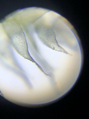 Rhynchostegium serrulatum