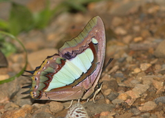 Polyura athamas