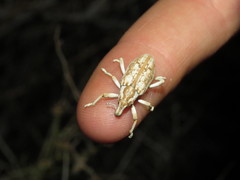 Apleurus albovestitus