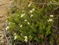 Pimelea traversii traversii