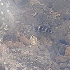 Abudefduf concolor