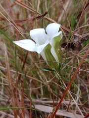 Gentiana pennelliana