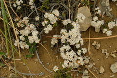 Pimelea traversii traversii