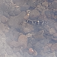 Abudefduf concolor