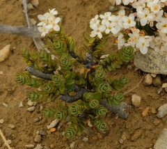 Pimelea traversii traversii