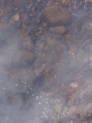 Abudefduf concolor