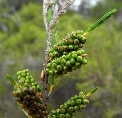Melaleuca uncinata