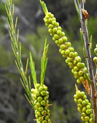 Melaleuca uncinata