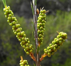 Melaleuca uncinata