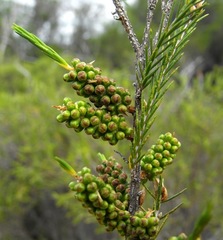 Melaleuca uncinata