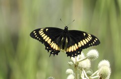 Papilio hellanichus