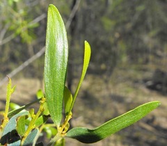 Acacia ixiophylla