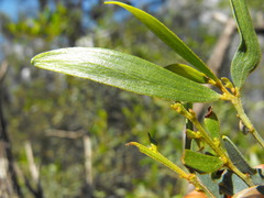 Acacia ixiophylla