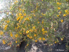 Adesmia confusa
