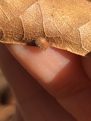 Caryomyia antennata