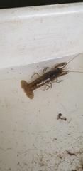 Cherax
