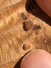 Caryomyia antennata