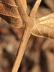 Caryomyia antennata