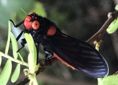 Huechys sanguinea