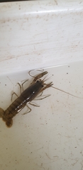 Cherax