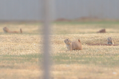 Cynomys ludovicianus