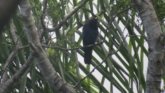 Cyanocorax caeruleus