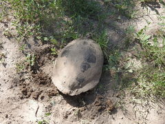 Trachemys hartwegi