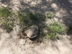 Trachemys hartwegi