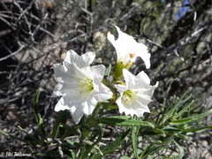 Cordia decandra