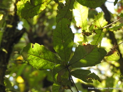 Quercus germana