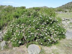 Heliotropium stenophyllum