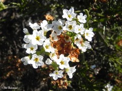 Heliotropium stenophyllum