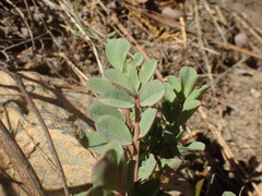 Hosackia crassifolia crassifolia