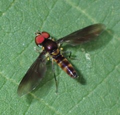 Ocyptamus antiphates