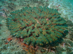 Pocillopora aliciae