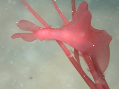 Aplysia extraordinaria