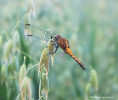 Erythrodiplax connata