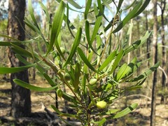 Persoonia sericea