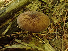 Pluteus granularis