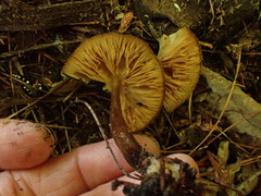 Pluteus granularis