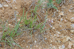 Boechera pendulocarpa