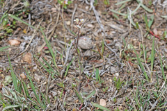 Boechera pendulocarpa