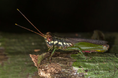 Orthoptera