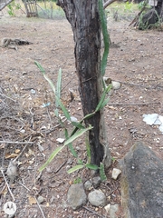 Selenicereus costaricensis