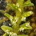 Fernandezia crystallina - Photo (c) Diego Torres Sierra, algunos derechos reservados (CC BY-NC), subido por Diego Torres Sierra