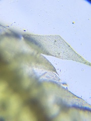 Sematophyllum adnatum